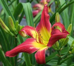 WHIP CITY TWIDDLE DEE DEE